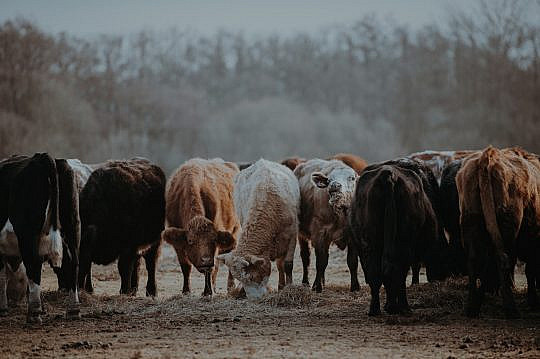 ¿El ganado puede comenzar a paliar el problema del desperdicio de alimentos?