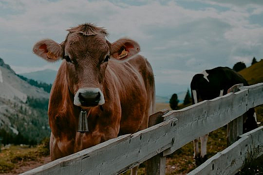 如果我们不再使用皮革，饲养的牛会减少吗？