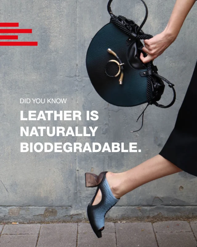 DID YOU KNOW?

Real leather - when vegetable tanned and untreated with heavy coatings - breaks down naturally over time. Many synthetics marketed as “vegan leather” can take hundreds of years to degrade.

💬 Real leather, made well and worn long, can be repaired, reused and eventually returned to the earth - just as nature intended.

📸 @saraamorandini - 2025 Accessories Category Winner

#DidYouKnow #SustainableFashion #ChooseNatural #RealLeatherStayDifferent #RLSD2025